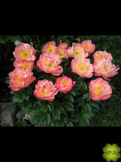 ПИОН ДРЕВОВИДНЫЙ "ПИНК ГАВАЙАН КОРАЛ" (ДЛЯ СРЕЗКИ)