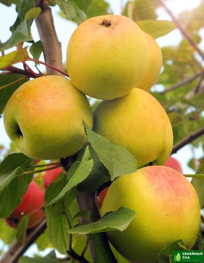 Яблоня "ВЭМ-желтый"  (иммунный сорт)