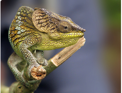 Мадагаскарский хамелеон Амбера(Calumma amber)