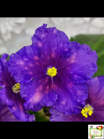 Nik-Сокровище Каравана (Н. Булко) 2022 г. (сортовой стартер)