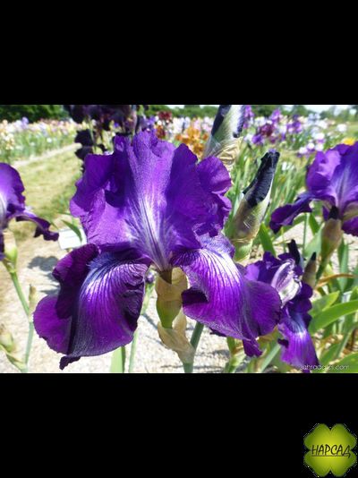 ИРИС БОРОДАТЫЙ "ВИННЕР СЕКЛ" (80 см)