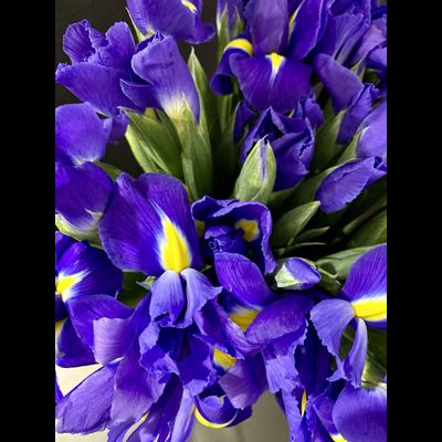 Ирисы 25 шт