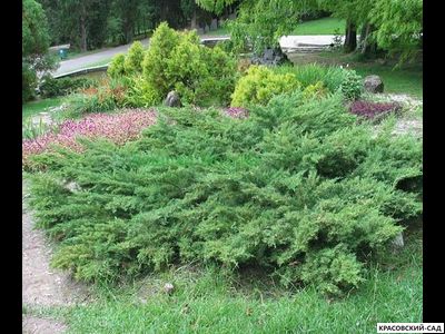 Можжевельник Матхот - Mathot