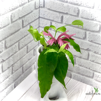 Якобиния ( Юстиция ) Нодоза / JACOBINIA (Justicia )  NODOSA