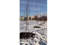 Озеленение общественных и частных территорий. Посадка крупномеров.