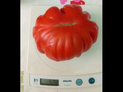 Томат Большие от Реми (Grosses de Remy, Франция)