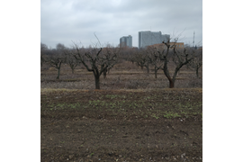 Обрезка плодового сада