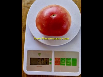 Томат Таинственная леди Dwarf Mystic Lady, Мистическая леди)