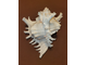 цикореус, мурекс ветвистый, murex, Chicoreus, ramosus, большая ракушка, shell, рогатая, морская, Sea