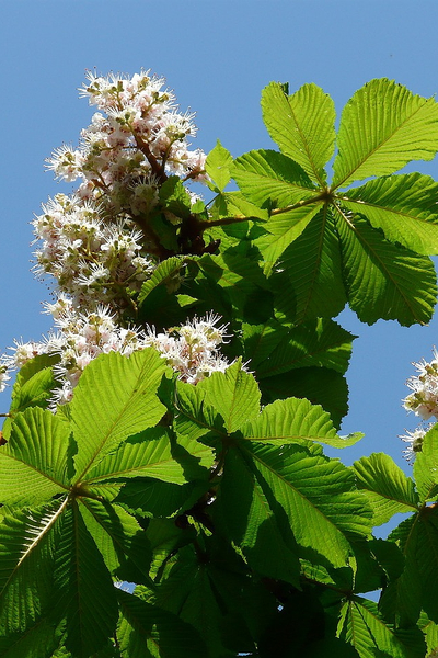 Каштан конский обыкновенный