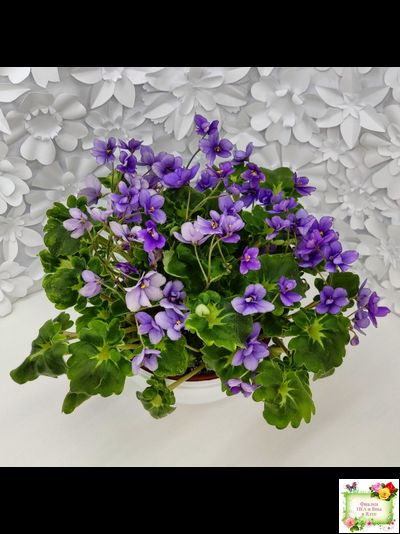 Biscayne Trail (S.Williams) трейлер