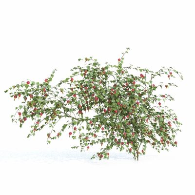 вьющиеся Абутилон мегапотамский 3