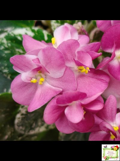 ML-Мама Ирочка (Miniviolets Lux) 2023 г.