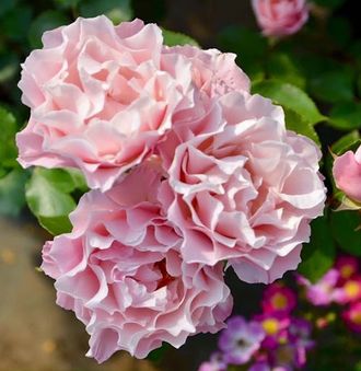 Дафна ( Porcelaine d&#039;Orient, KIMlaurel, Daphne), шраб.  Такунори Кимура