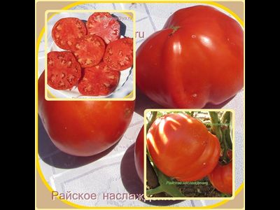 Томат Райское наслаждение