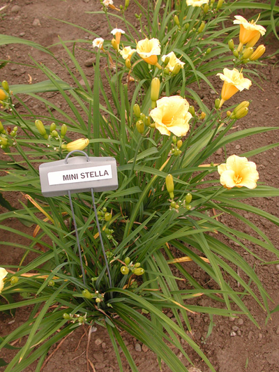 Лилейник Мини Стелла  (MINI STELLA)