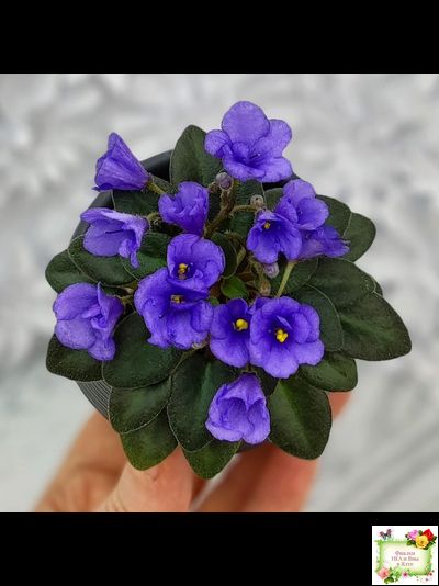 Rob's Twinkle Blue (R.Robinson)