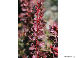 Барбарис Тунберга Атропурпуреа фото цветения красовский-сад.рф