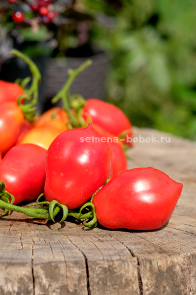 Томат Краса Кургана, 10 шт