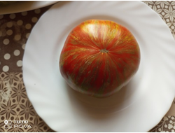 Томат Гном Шоколадная молния (Dwarf Chocolate Lightning)