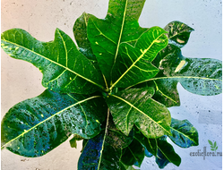 Кротон Excellent