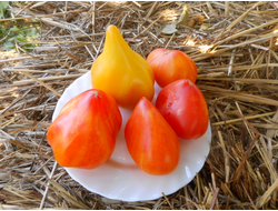 Томат Канада (Канадское наследие полосатый)