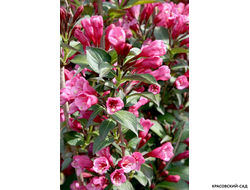 Вейгела цветущая Виктория фото цветов крупным планом красовский-сад.рф