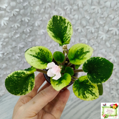 LV-15 сеянец (Л. Шевелёва) (стартер)