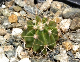 Melocactus albicephalus HU 350, Morro de Chapeu, Bahia (D=10-20мм)