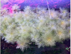 Rotala indica green