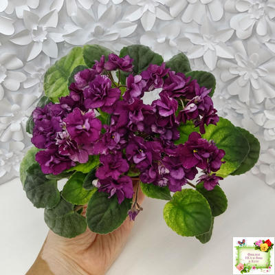 СВ-Город Солнечногорск (О.Емельянова) 2023 г. трейлер