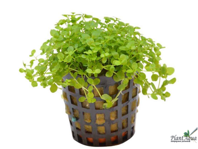 Микрантемум Монте-Карло (пластиковый горшок)