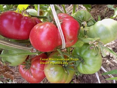 Томат Таинственная леди Dwarf Mystic Lady, Мистическая леди)