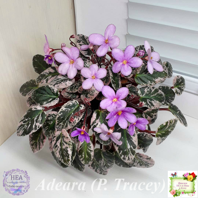 Adeara (P. Tracey) (3975) 06/02/1980 трейлер