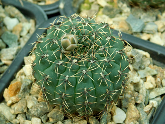 Gymnocalycium stellatum v.zantnerianum VG-342 (D=30-35мм)