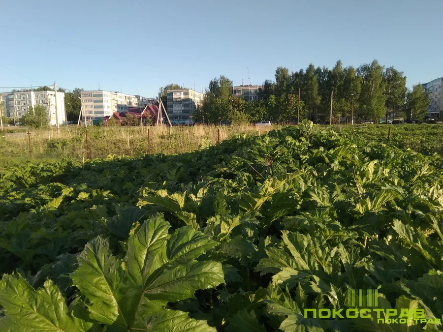 Борщевик на момент обработки
