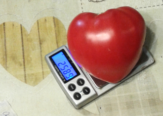 Семена томата Японка