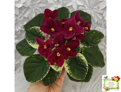 Mac's O'Scarlet O'Hara (G.McDonald) (Макс ОСкарлет Охара)