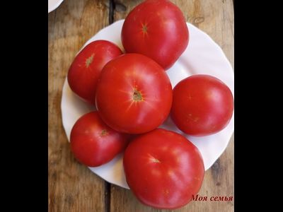 Томат Моя семья