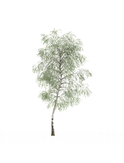 лиственные Береза 101