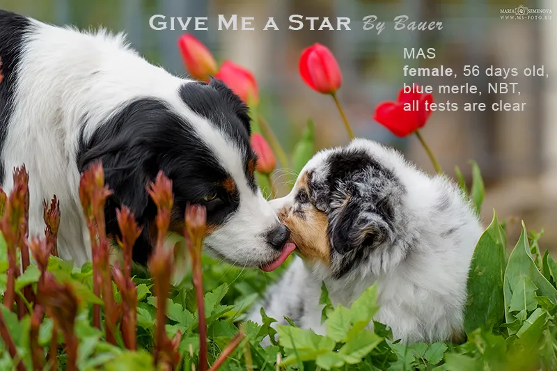 Гив ми Э Стар (с розовым ошейничком), 56 дней.