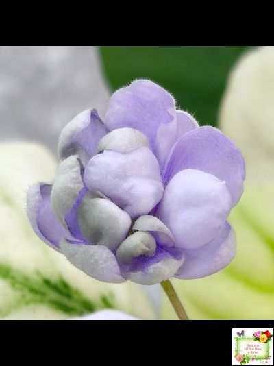 ЛЕ-Хрустальный Водопад Голд (Е. Лебецкая /С. Новгородова) 2018 трейлер