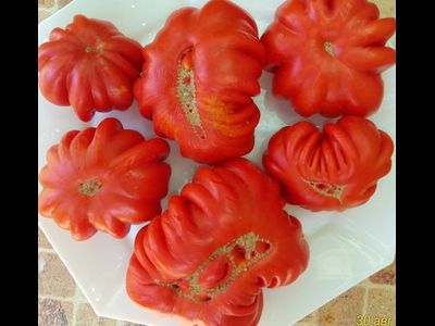 Томат Лев минусинский