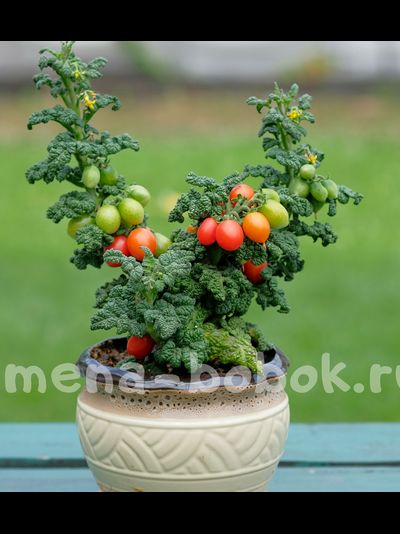 Томат Curly Kaley (Кудрявый Кейли), 7 шт