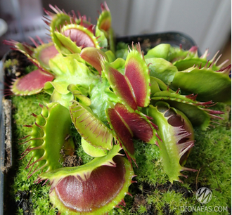 Dionaea muscipula Fuzzy tooth