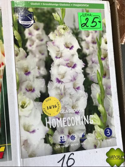 ГЛАДИОЛУС HOMECOMING (№16) 1 шт