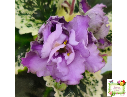 Nik-Магический Туман (Н. булко) 2024 г.