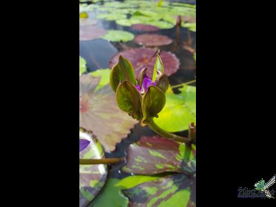 Нимфея Индиан Годдес