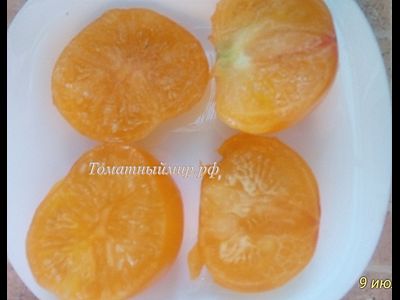 Томат Азочка (Azoychka)
