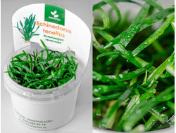 Echinodorus tenellus